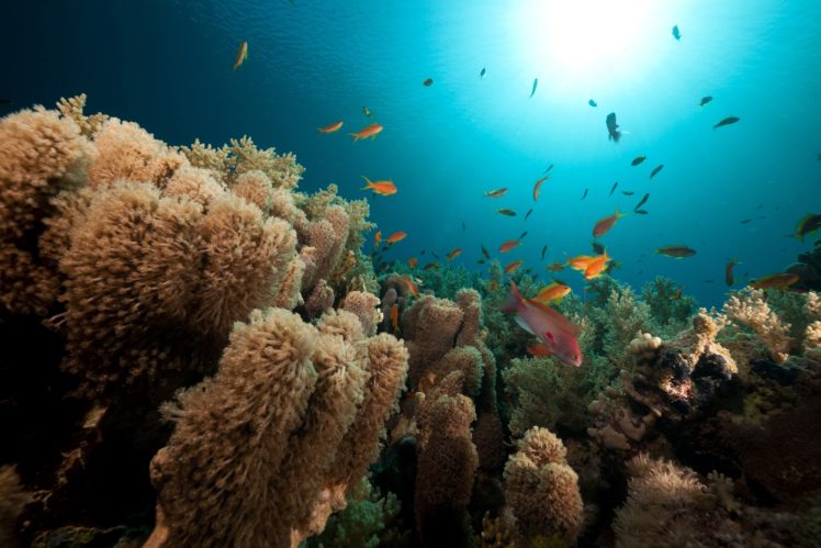 sea, Corals, Fish, Underwater, World, Nature HD Wallpaper Desktop Background