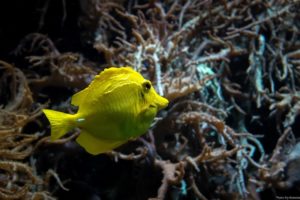 fish, Yellow, Bright, Aquarium, Macro, Underwater, Underwater, World
