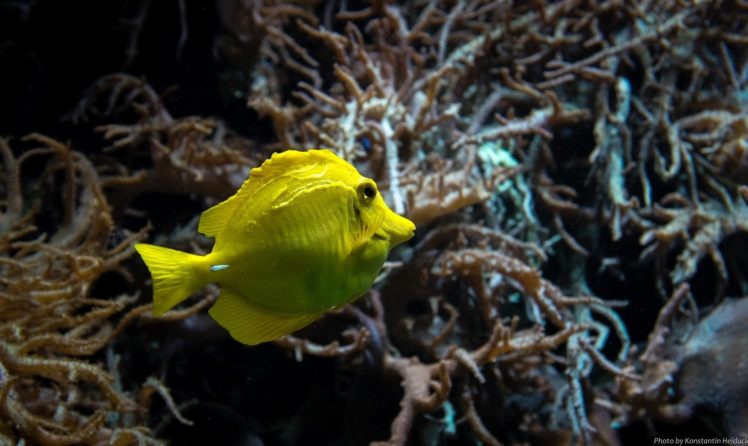 fish, Yellow, Bright, Aquarium, Macro, Underwater, Underwater, World HD Wallpaper Desktop Background