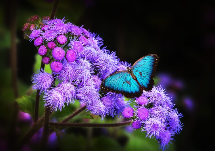 insects, Butterflies, Butterfly HD Wallpaper Desktop Background