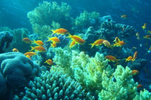 underwater, Egypt, Sea, Ocean, Fishes, Coral, Tropical