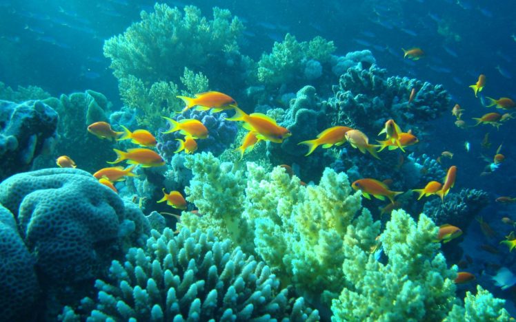 underwater, Egypt, Sea, Ocean, Fishes, Coral, Tropical HD Wallpaper Desktop Background