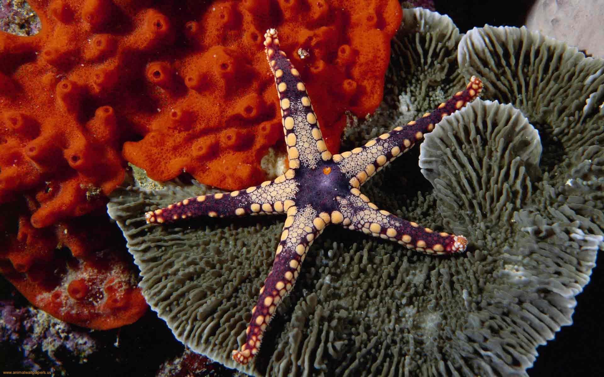 starfish, Ocean, Sea, Sealife, Fish, Bokeh Wallpaper