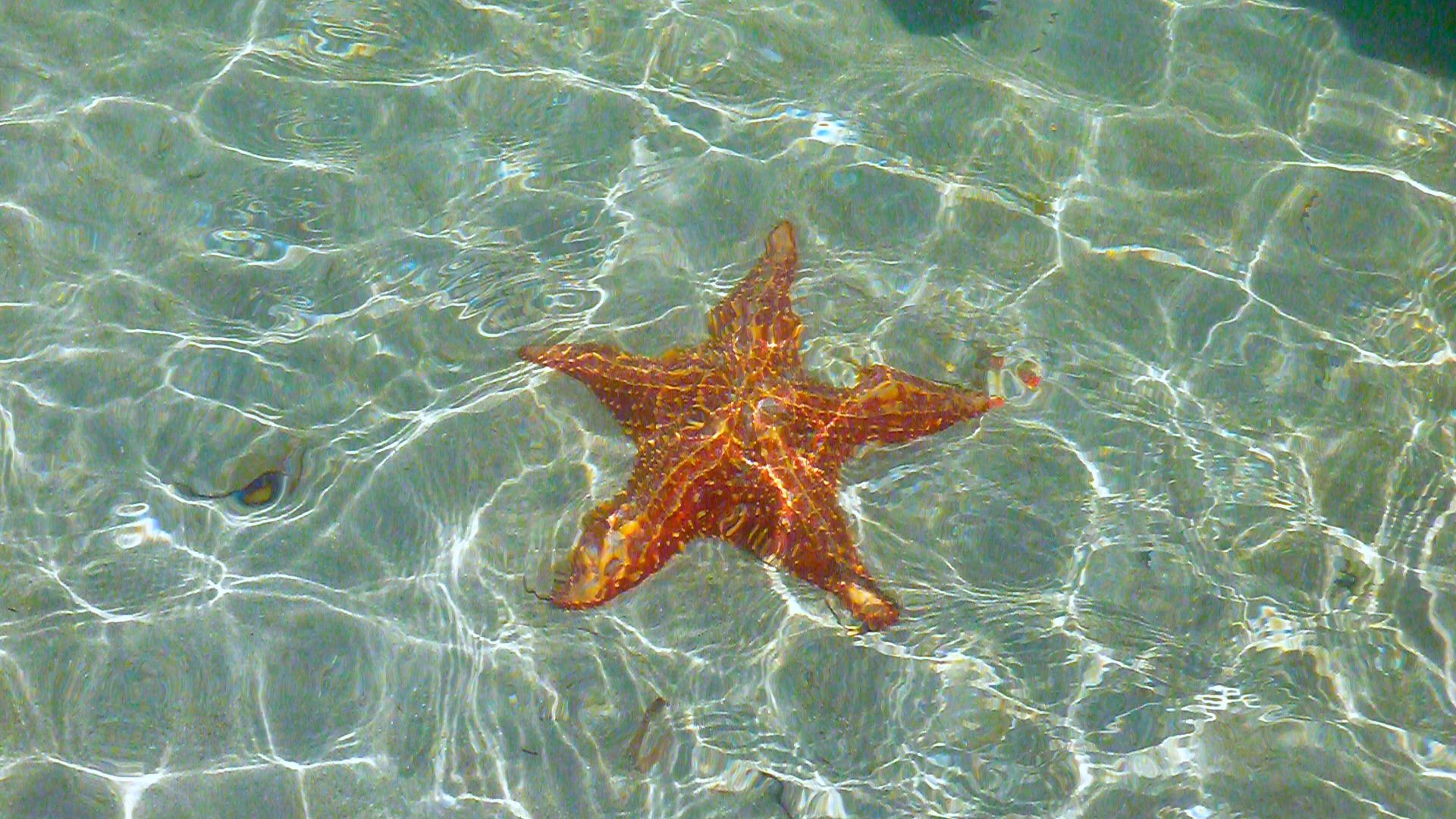 starfish, Ocean, Sea, Sealife, Fish, Bokeh Wallpaper