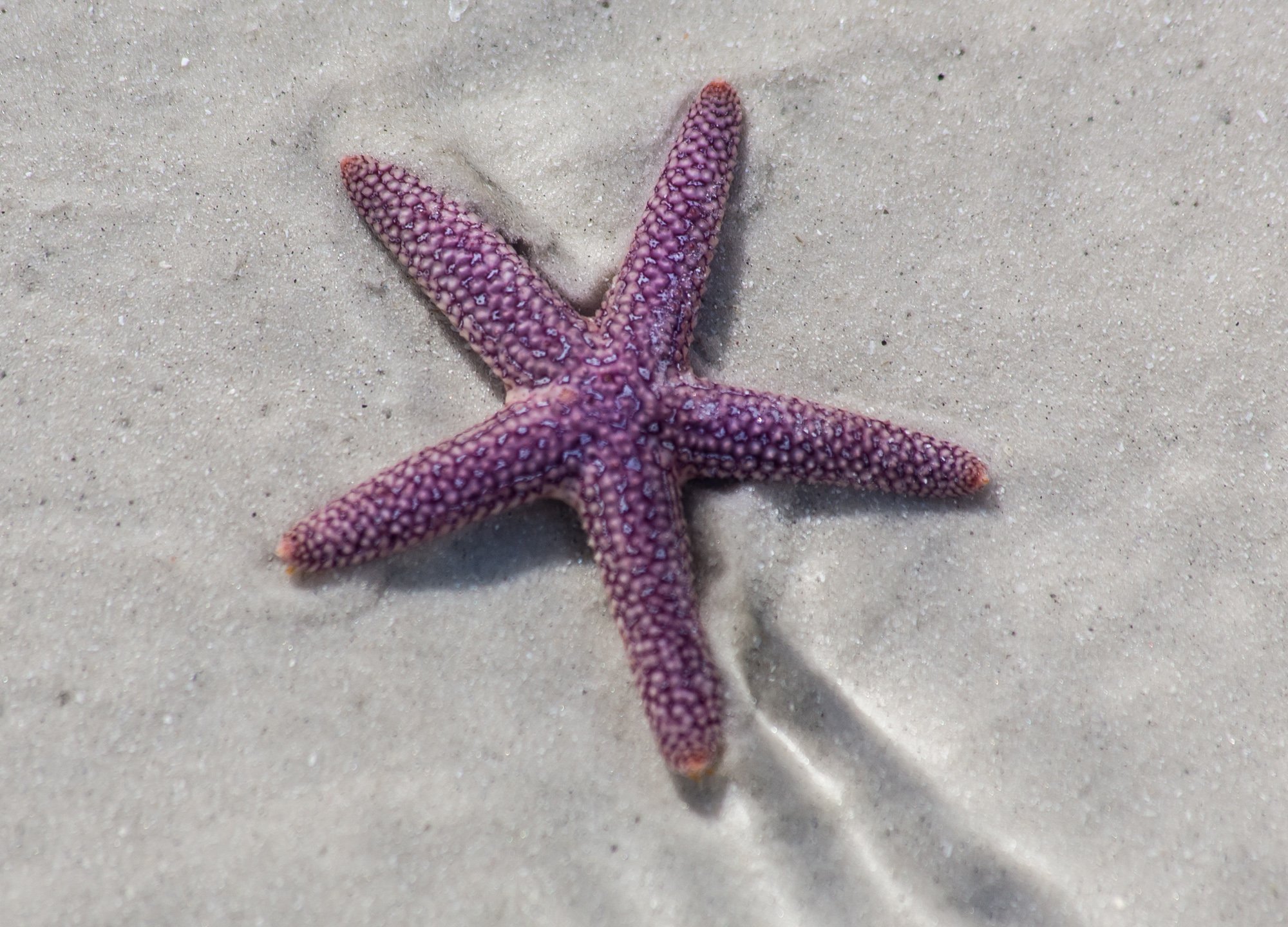 starfish, Ocean, Sea, Sealife, Fish, Bokeh Wallpaper