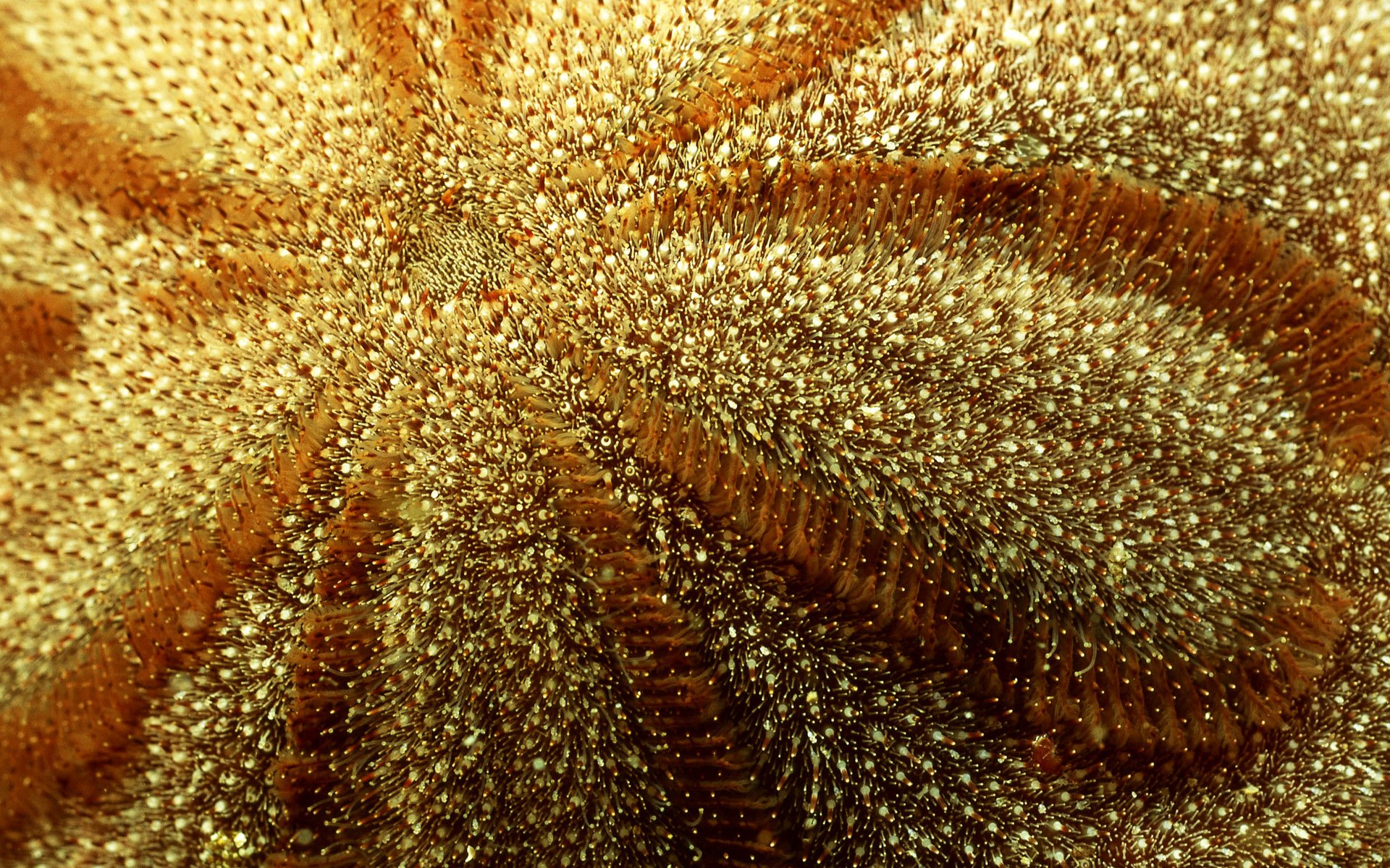 starfish, Ocean, Sea, Sealife, Fish, Bokeh Wallpaper