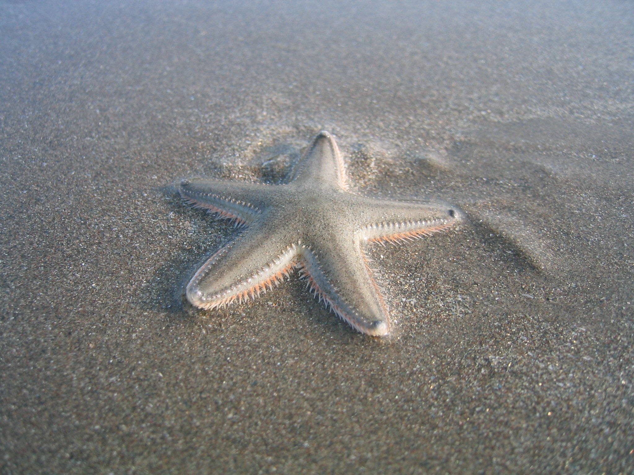 starfish, Ocean, Sea, Sealife, Fish, Bokeh Wallpaper