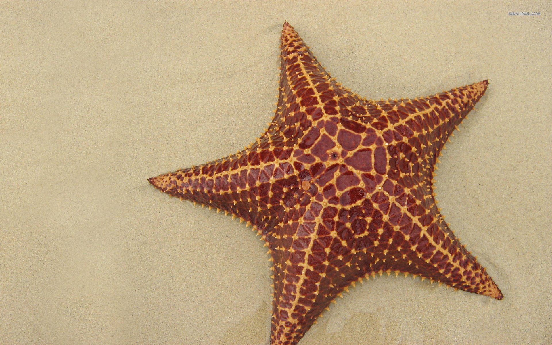 starfish, Ocean, Sea, Sealife, Fish, Bokeh Wallpaper