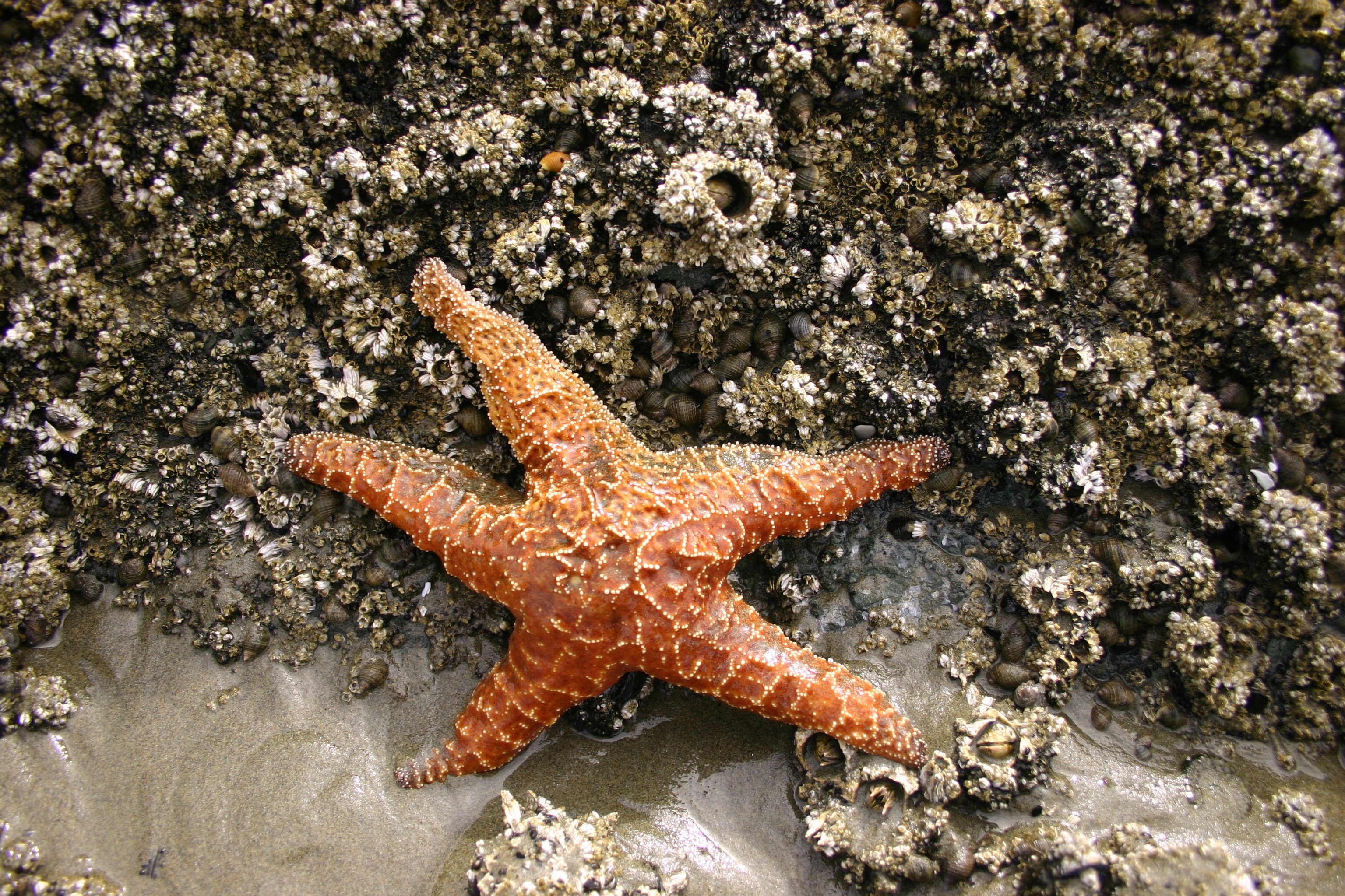 starfish, Ocean, Sea, Sealife, Fish, Bokeh Wallpaper