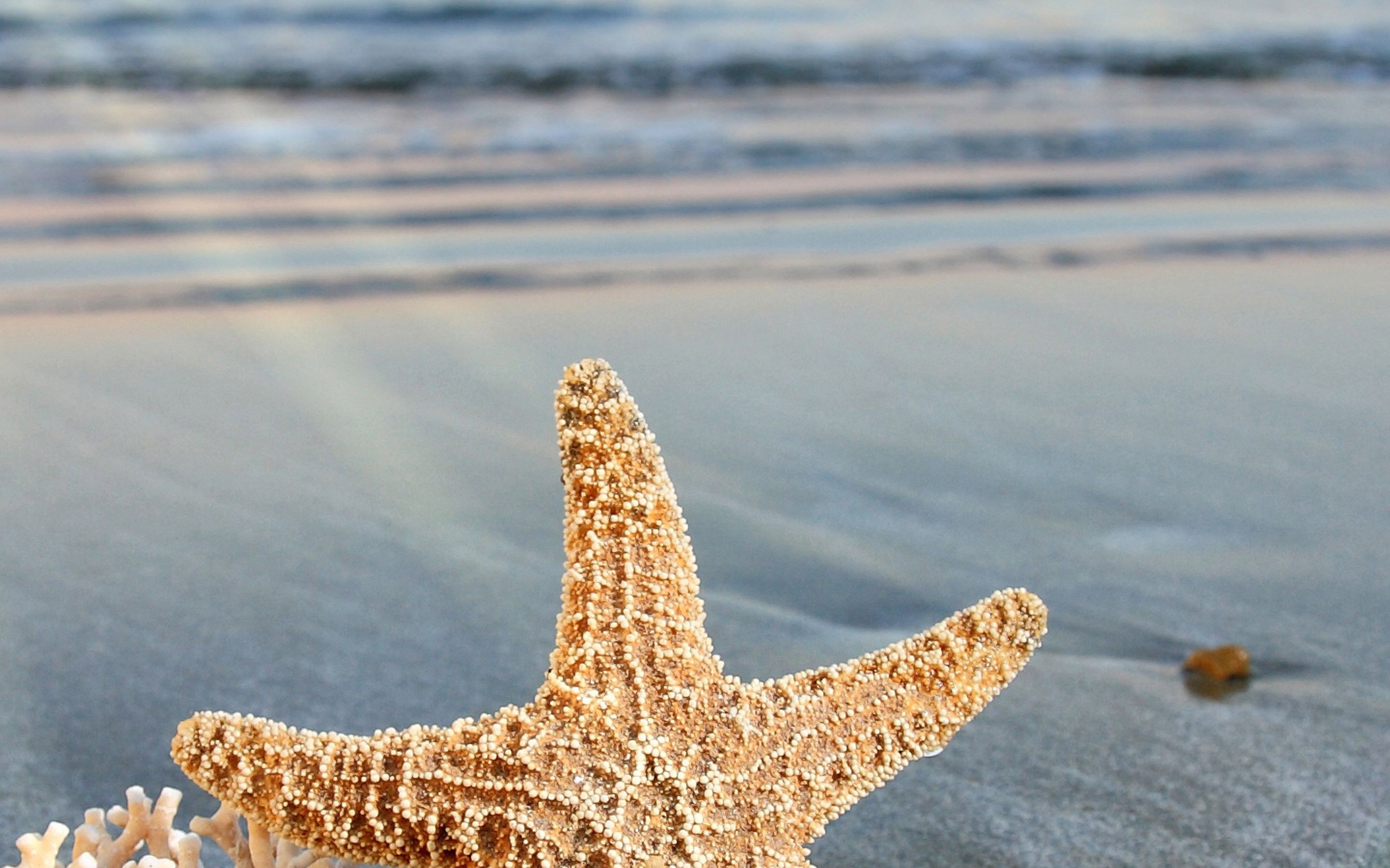 starfish, Ocean, Sea, Sealife, Fish, Bokeh Wallpaper