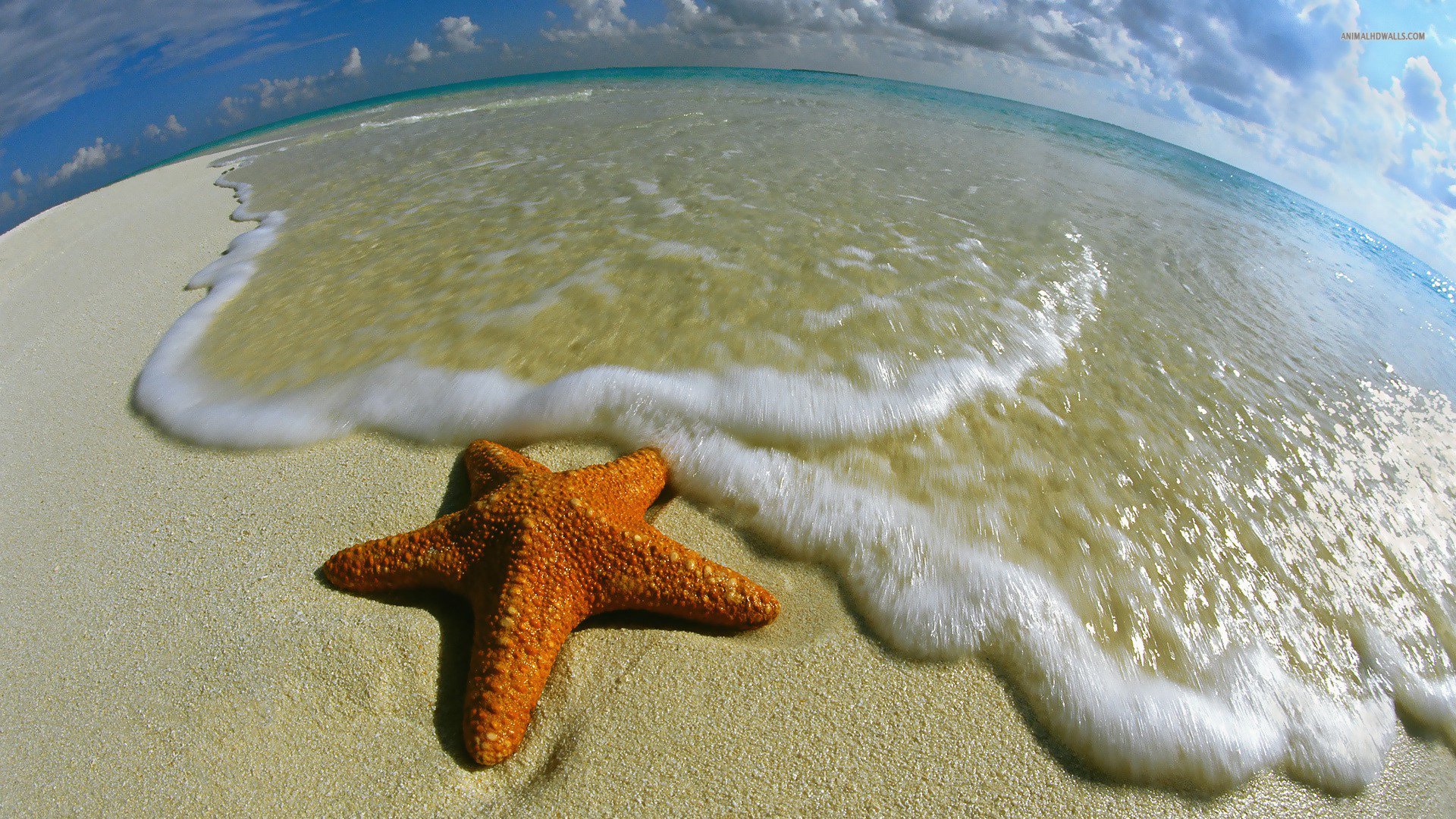 starfish, Ocean, Sea, Sealife, Fish, Bokeh Wallpaper