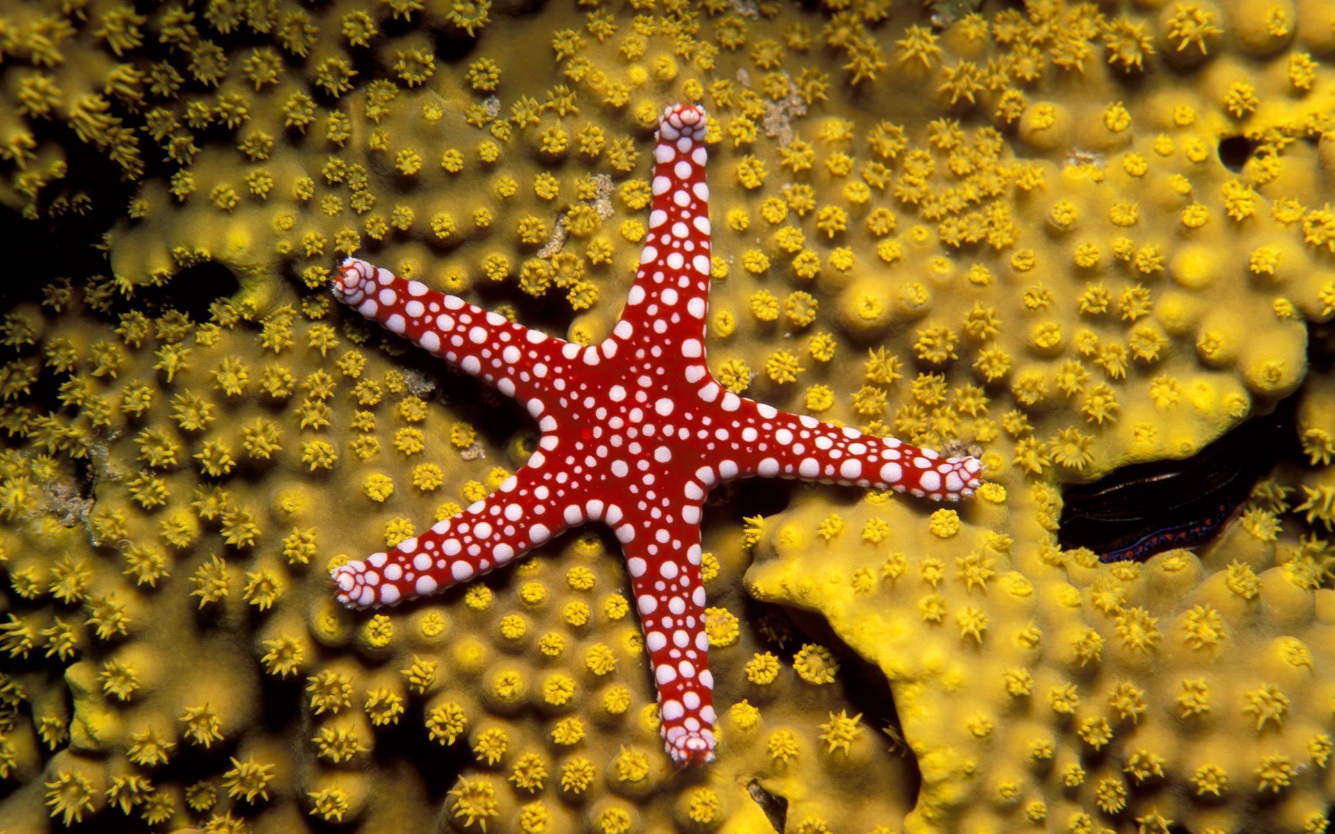 starfish, Ocean, Sea, Sealife, Fish, Bokeh Wallpaper