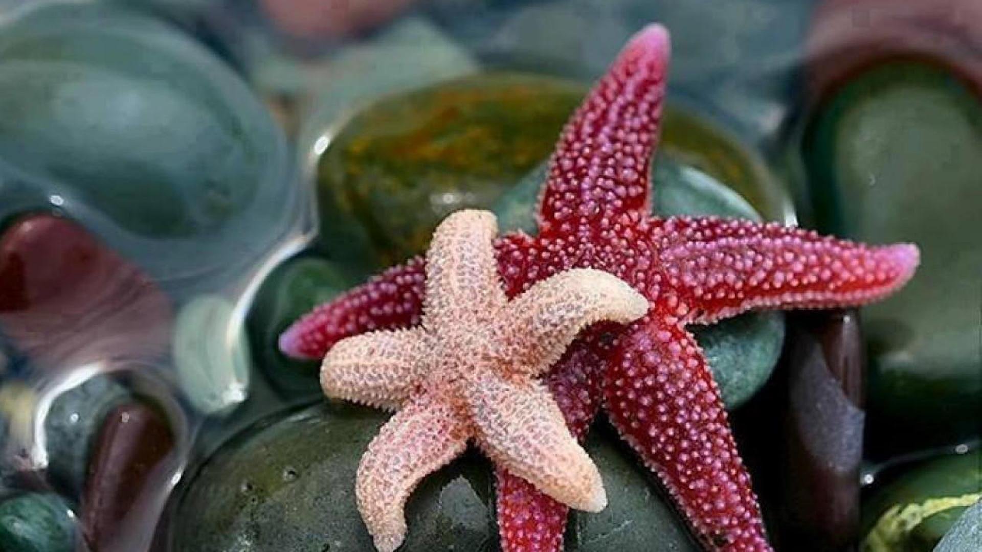 starfish, Ocean, Sea, Sealife, Fish, Bokeh Wallpaper
