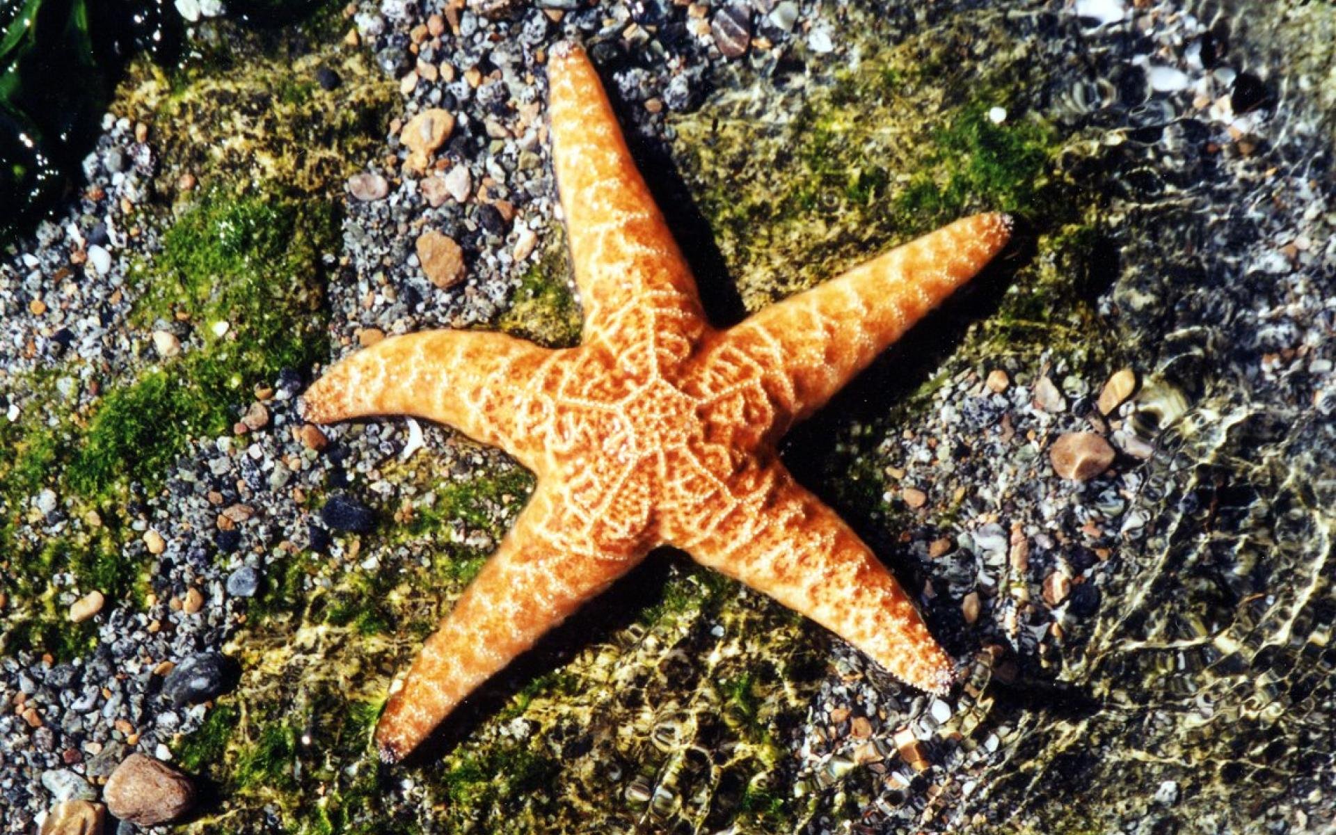 starfish, Ocean, Sea, Sealife, Fish, Bokeh Wallpapers HD / Desktop and