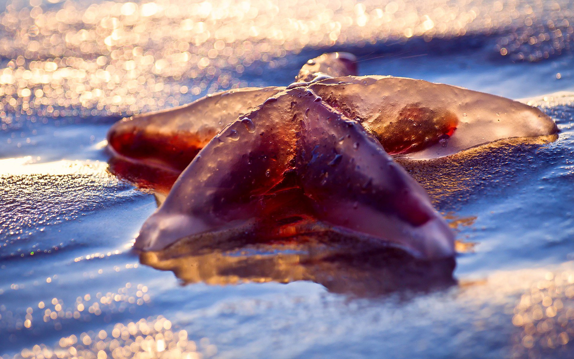 starfish, Ocean, Sea, Sealife, Fish, Bokeh Wallpaper