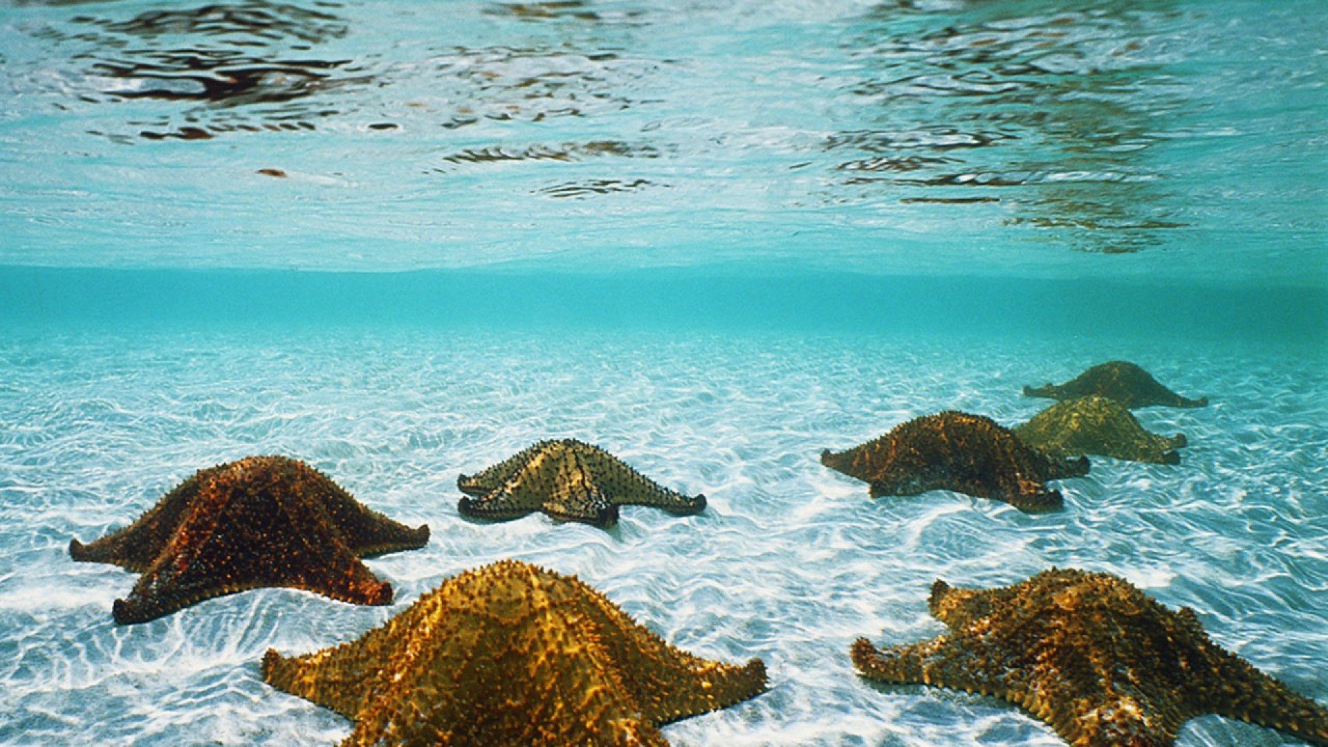 starfish, Ocean, Sea, Sealife, Fish, Bokeh Wallpaper