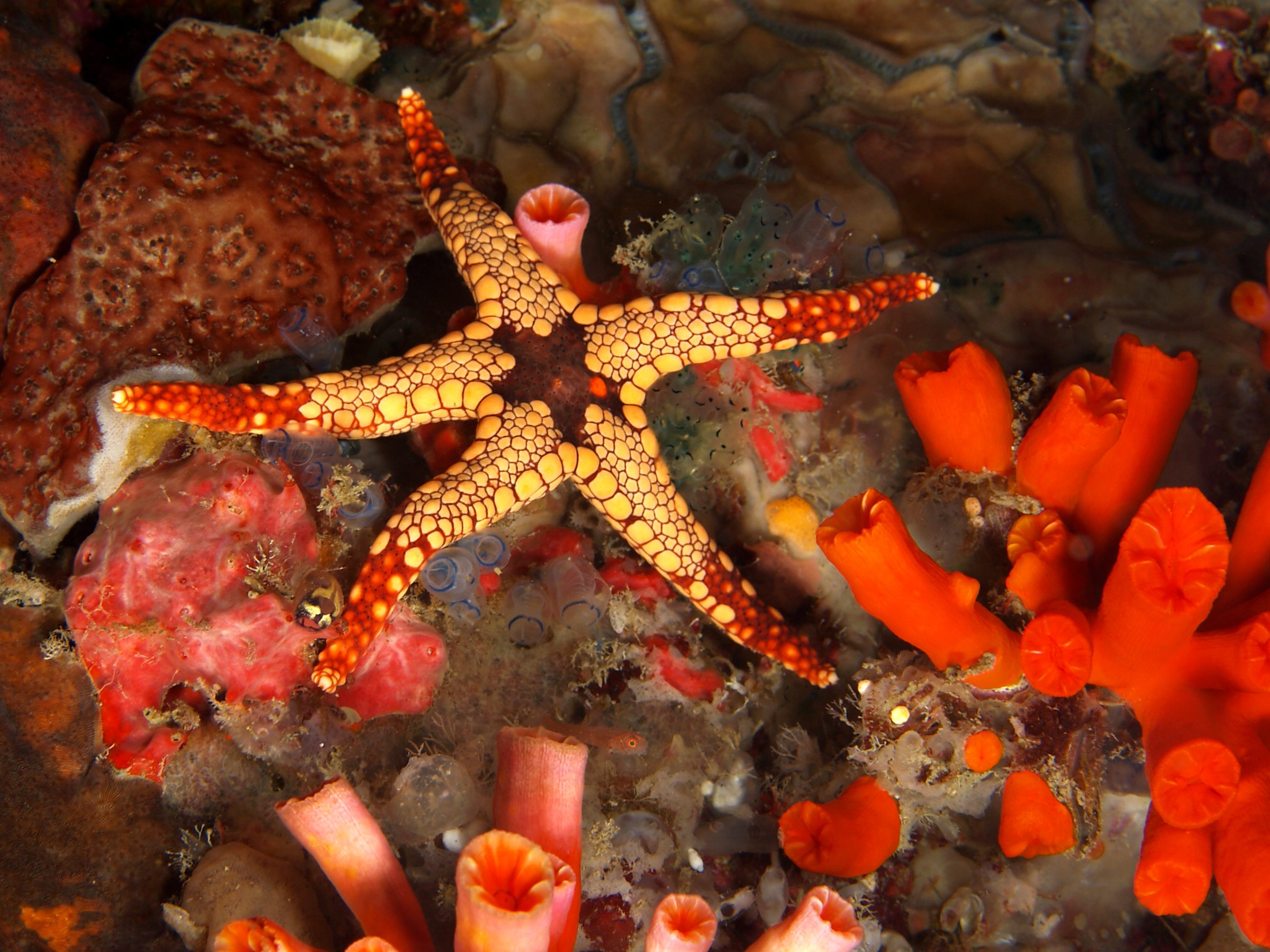 starfish, Ocean, Sea, Sealife, Fish, Bokeh Wallpaper