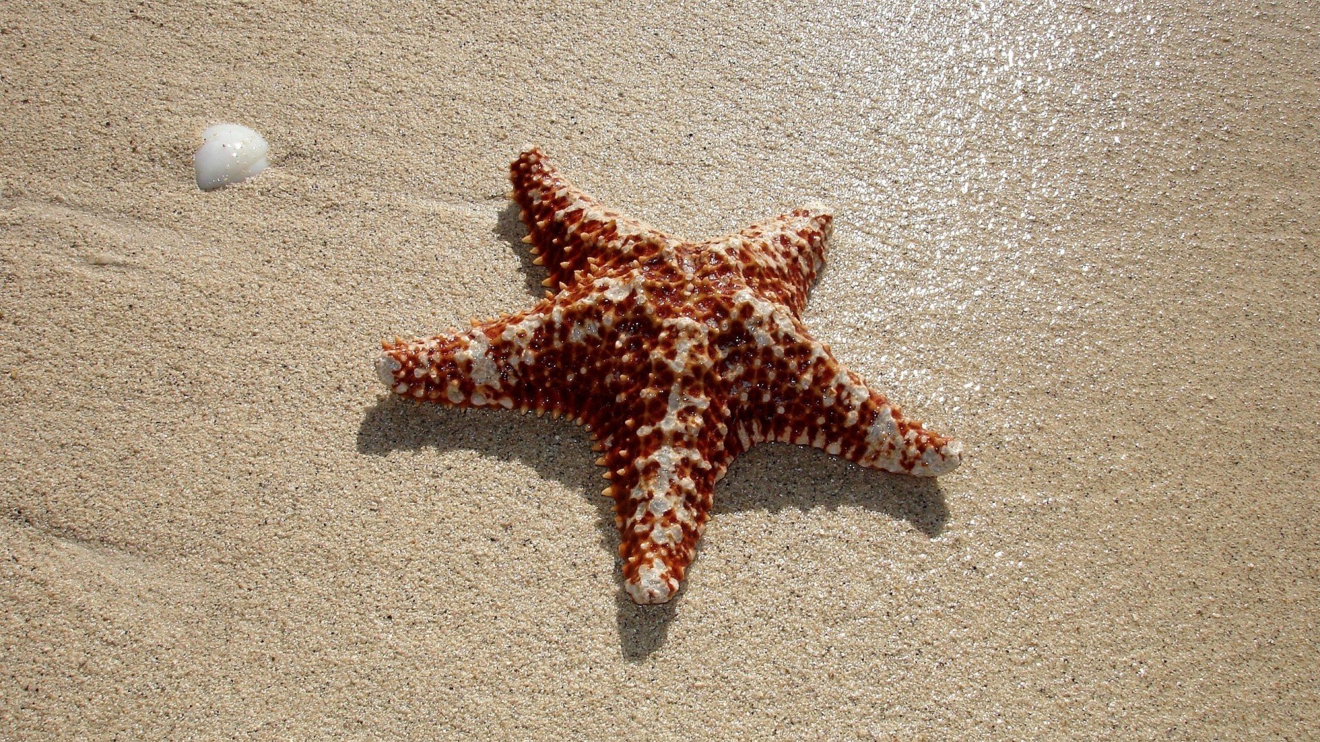 starfish, Ocean, Sea, Sealife, Fish, Bokeh Wallpaper