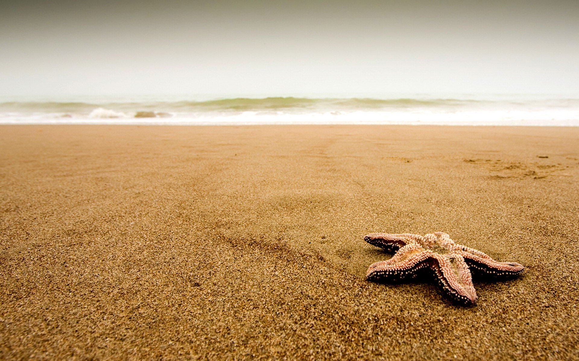 starfish, Ocean, Sea, Sealife, Fish, Bokeh Wallpaper