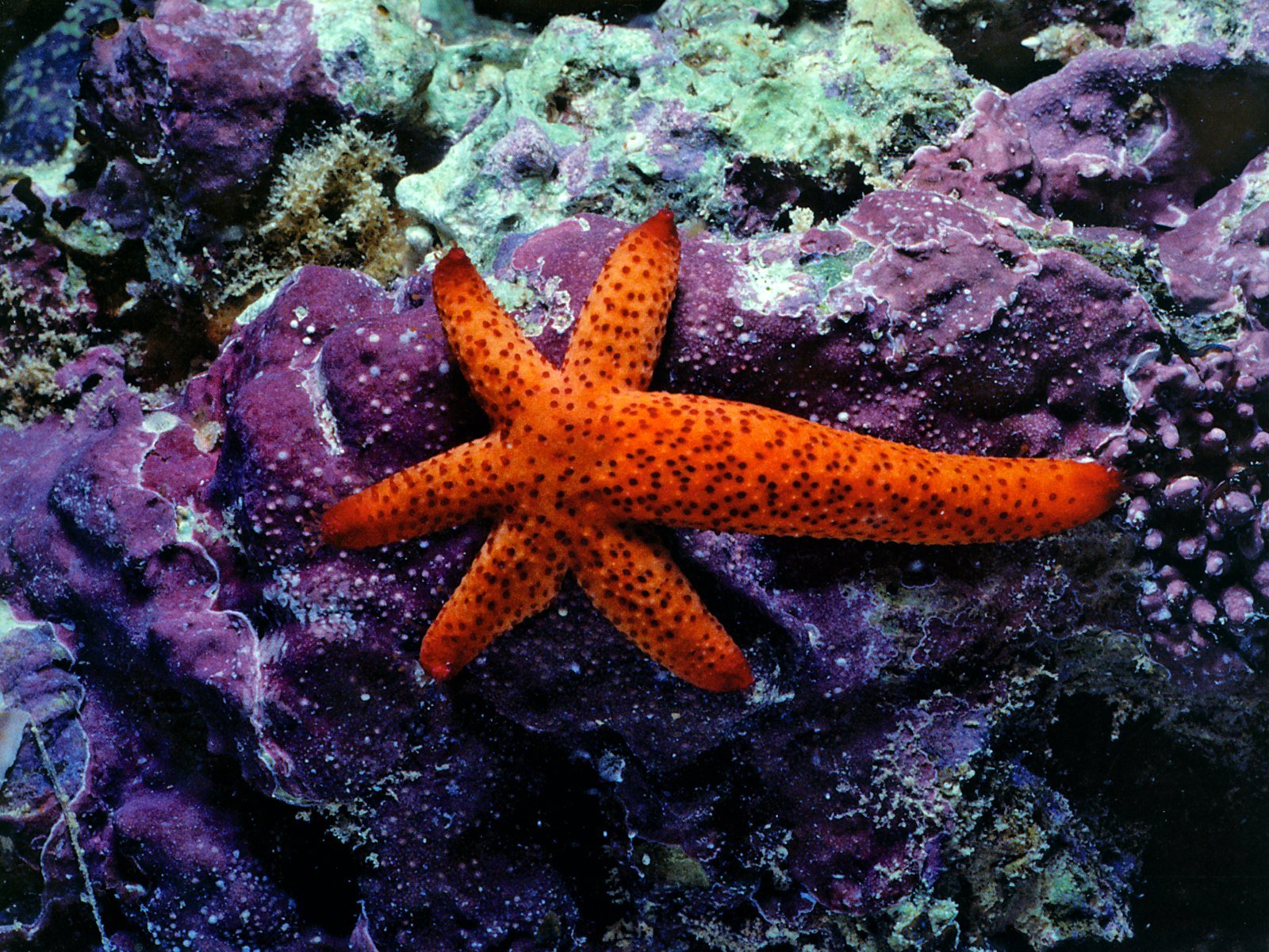 starfish, Ocean, Sea, Sealife, Fish, Bokeh Wallpaper