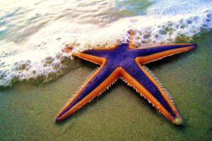 starfish, Ocean, Sea, Sealife, Fish, Bokeh