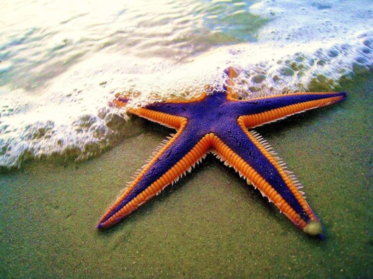 starfish, Ocean, Sea, Sealife, Fish, Bokeh HD Wallpaper Desktop Background