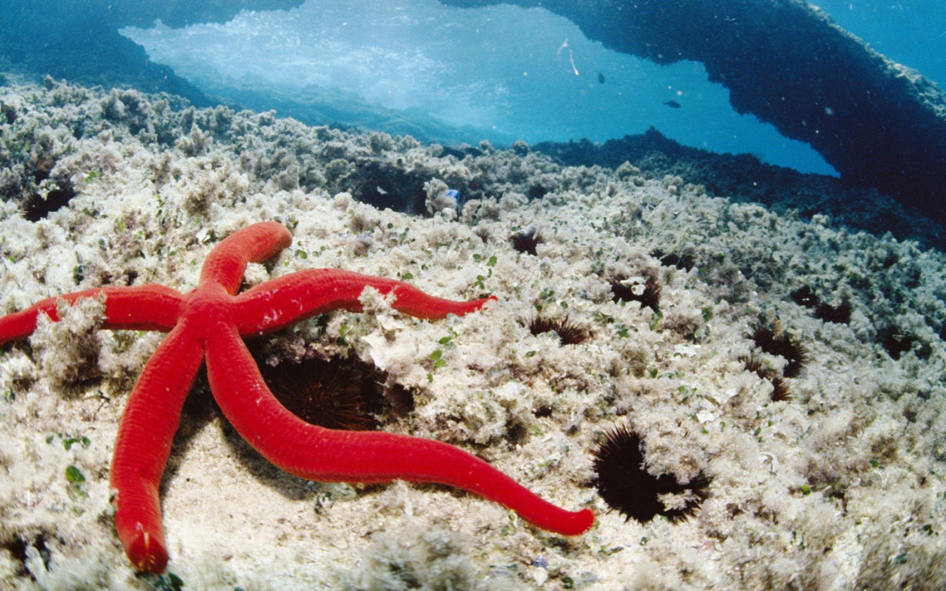 starfish, Ocean, Sea, Sealife, Fish, Bokeh Wallpaper