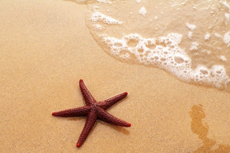 starfish, Ocean, Sea, Sealife, Fish, Bokeh HD Wallpaper Desktop Background