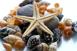 starfish, Ocean, Sea, Sealife, Fish, Bokeh