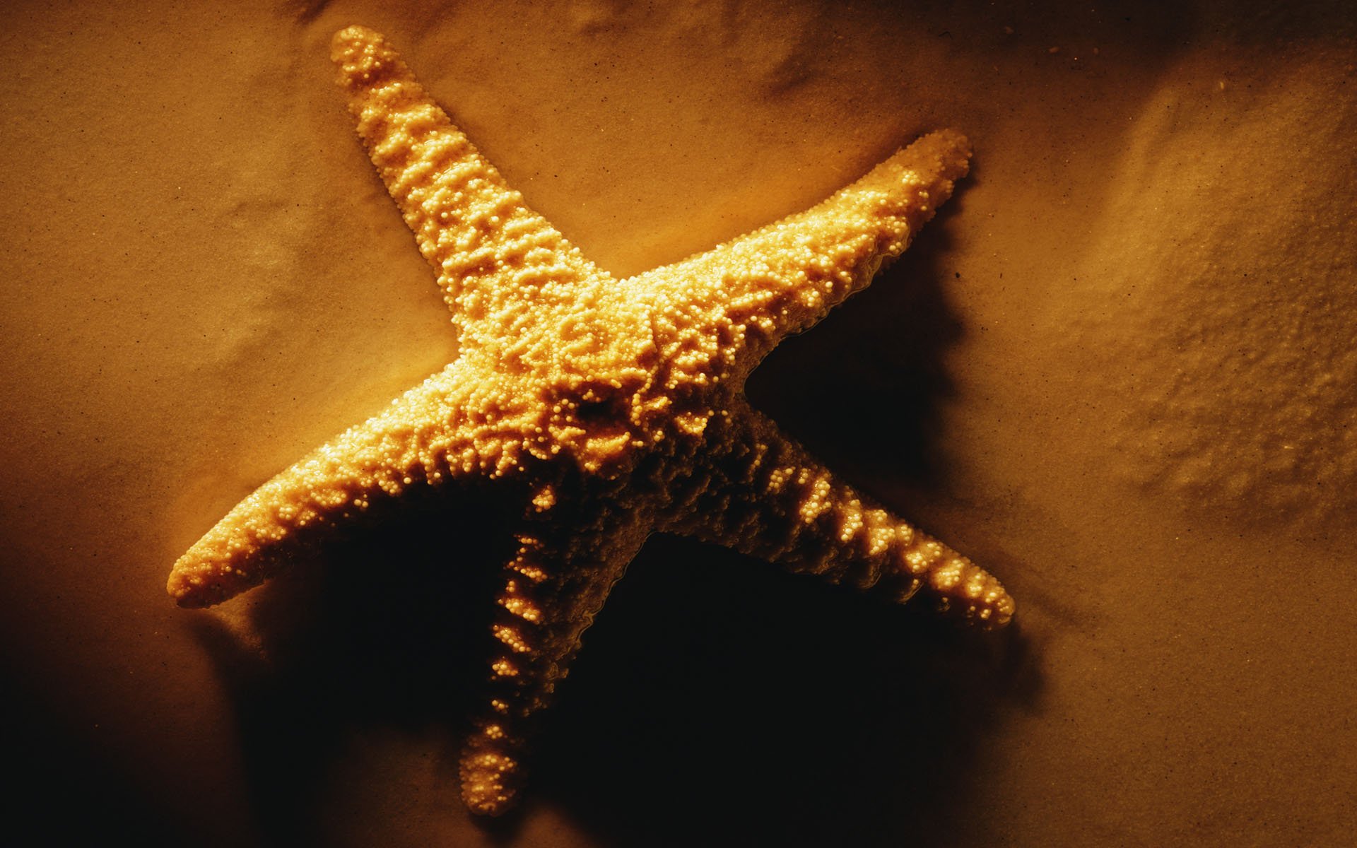 starfish, Ocean, Sea, Sealife, Fish, Bokeh Wallpaper