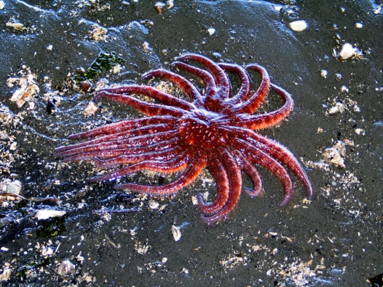 starfish, Ocean, Sea, Sealife, Fish, Bokeh HD Wallpaper Desktop Background