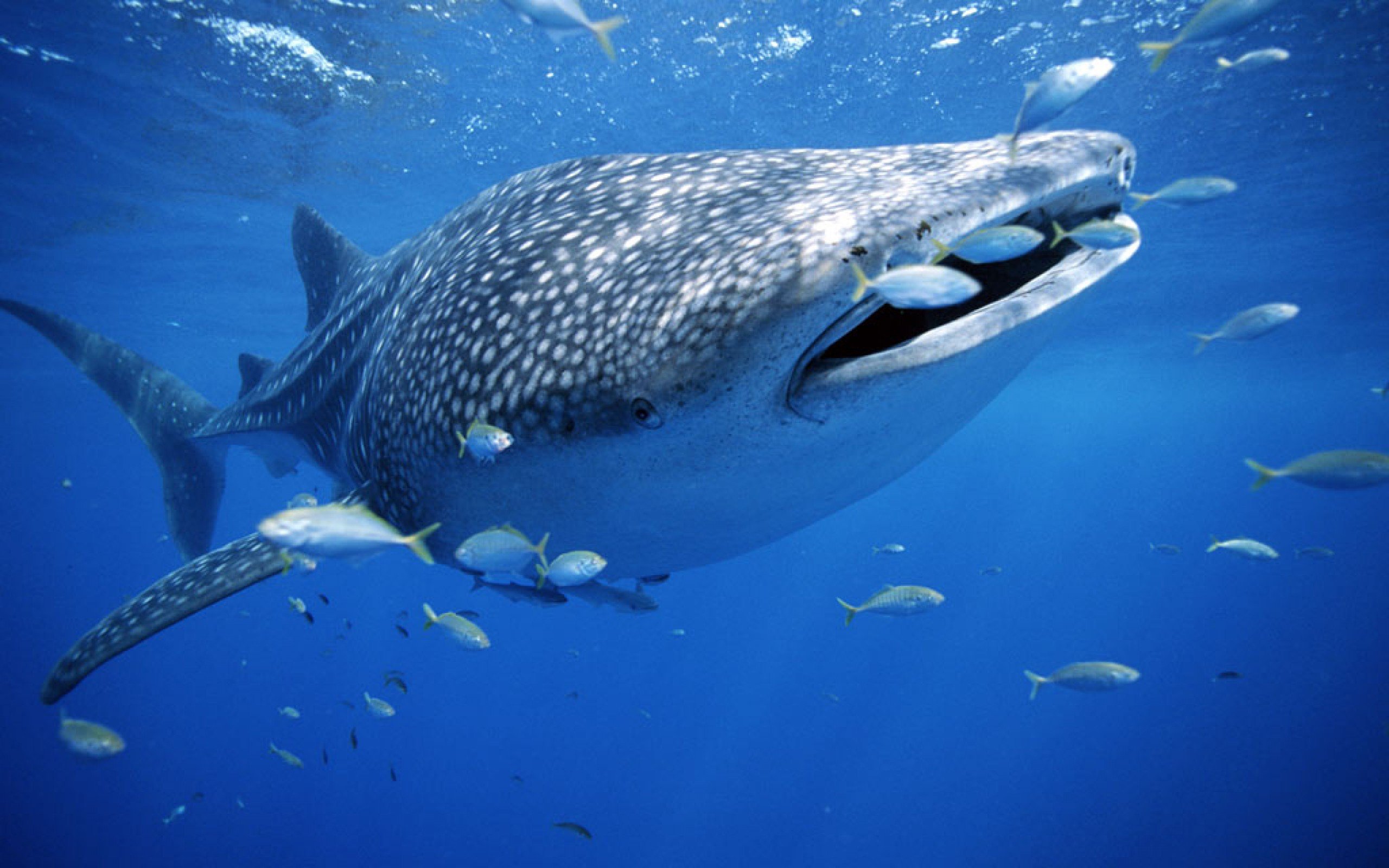whale, Shark, Underwater, Ocean, Sea Wallpapers HD / Desktop and Mobile