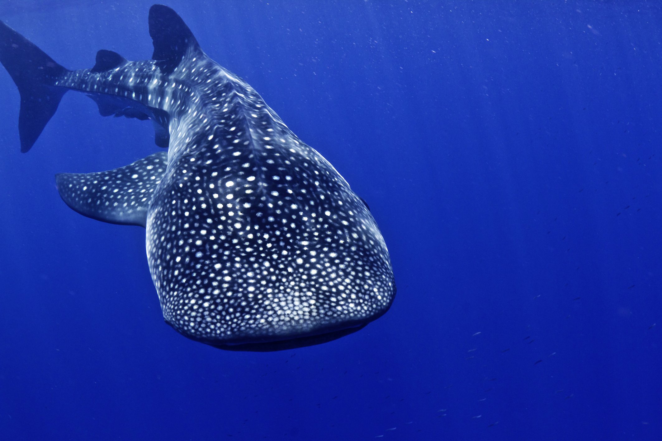 whale, Shark, Underwater, Ocean, Sea Wallpaper