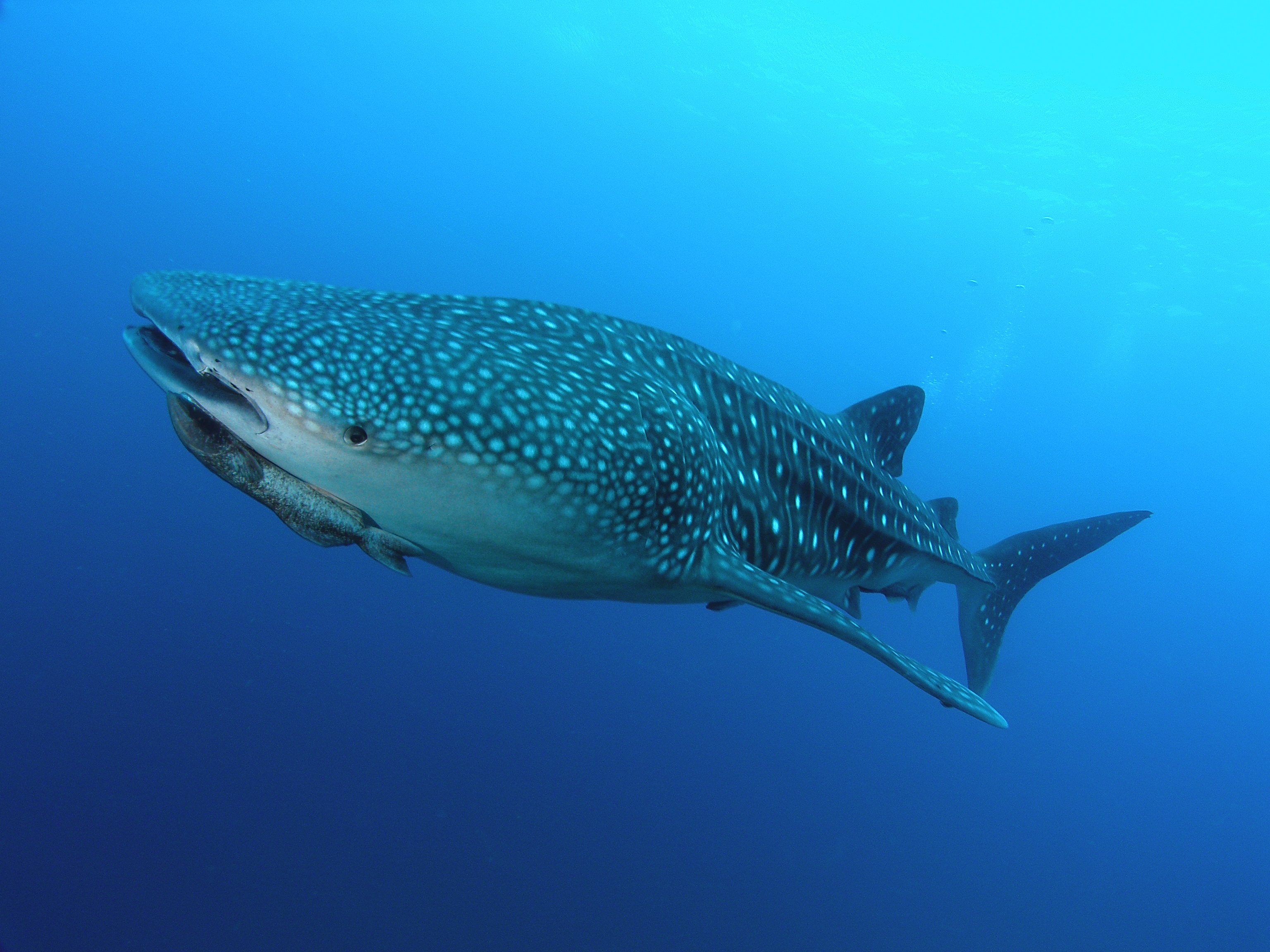 whale, Shark, Underwater, Ocean, Sea Wallpaper