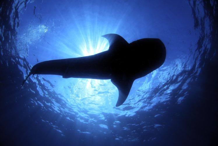 whale, Shark, Underwater, Ocean, Sea HD Wallpaper Desktop Background