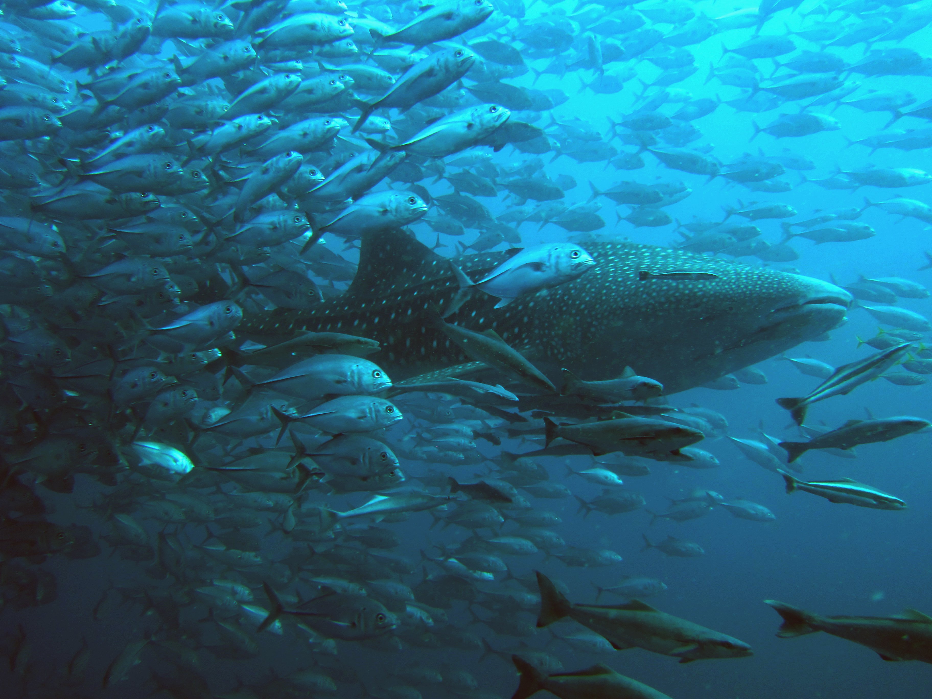 whale, Shark, Underwater, Ocean, Sea Wallpaper