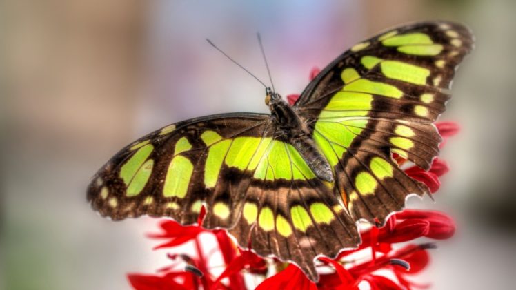 butterfly, Macro, Close up, Wings, Wildlife, Color HD Wallpaper Desktop Background