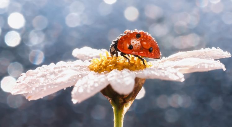 macro, Insect, Ladybug, Dew, Drops, Daisy, Flowe HD Wallpaper Desktop Background