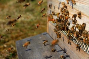 bee, Hive, A, Swarm, Of, Insects