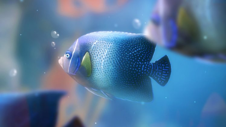 fish, Aquarium, Bubbles HD Wallpaper Desktop Background