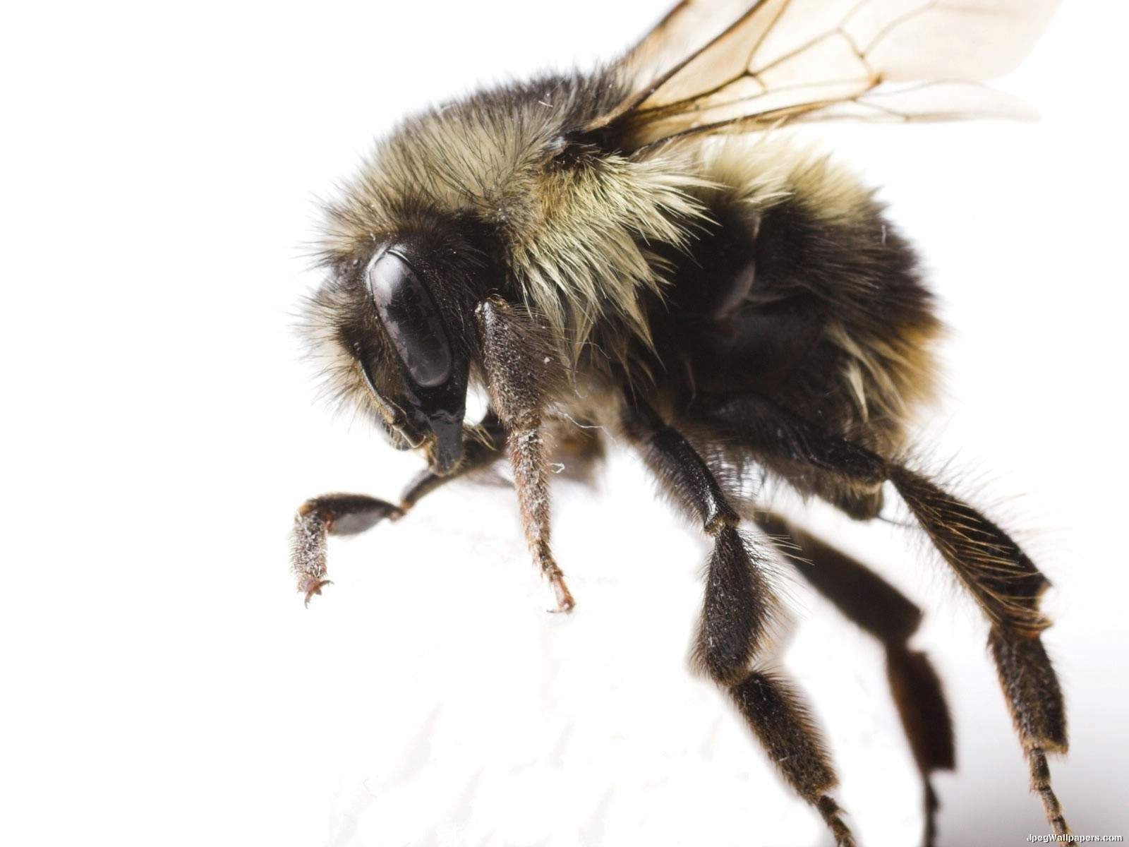 bee, Insect, Bees, Flower, Flowers Wallpaper