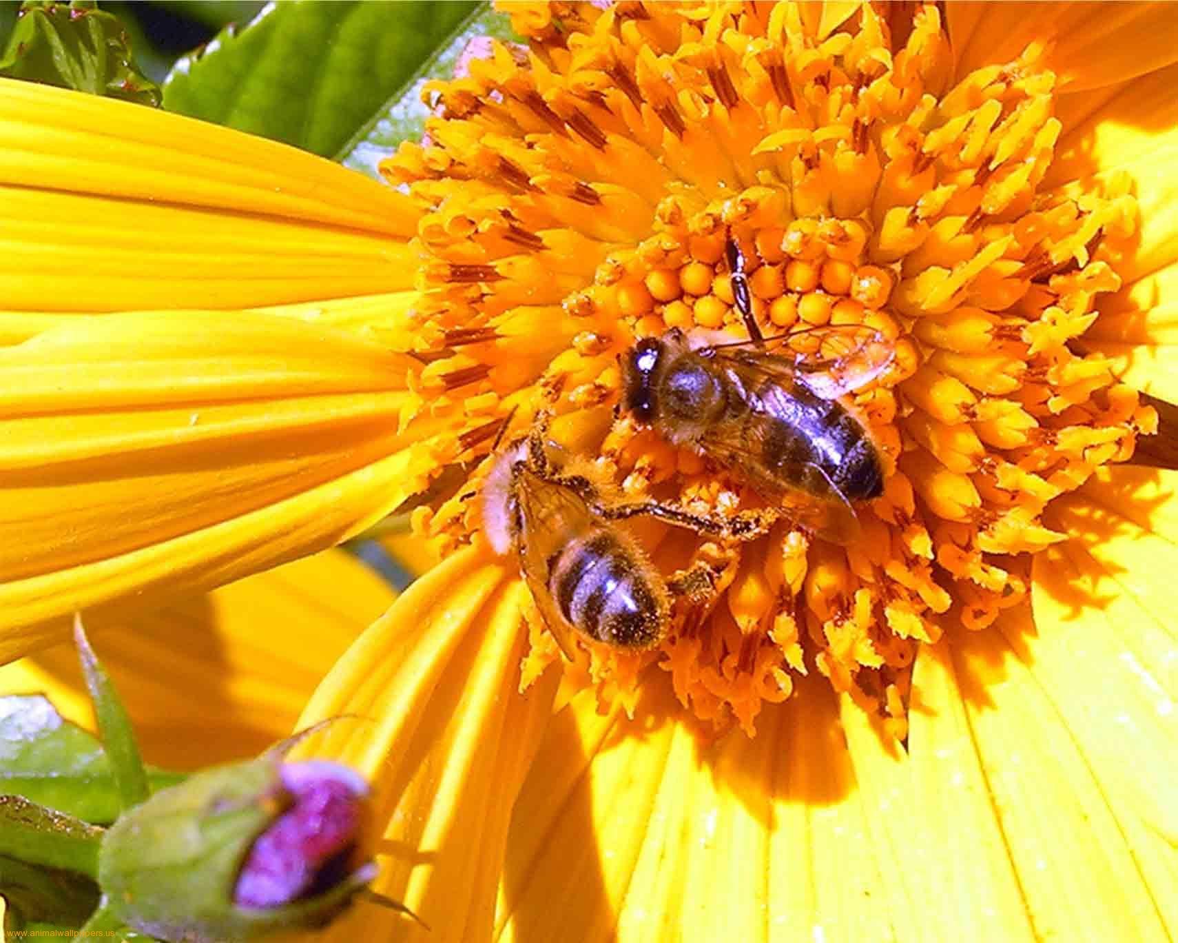 bee, Insect, Bees, Flower, Flowers Wallpaper