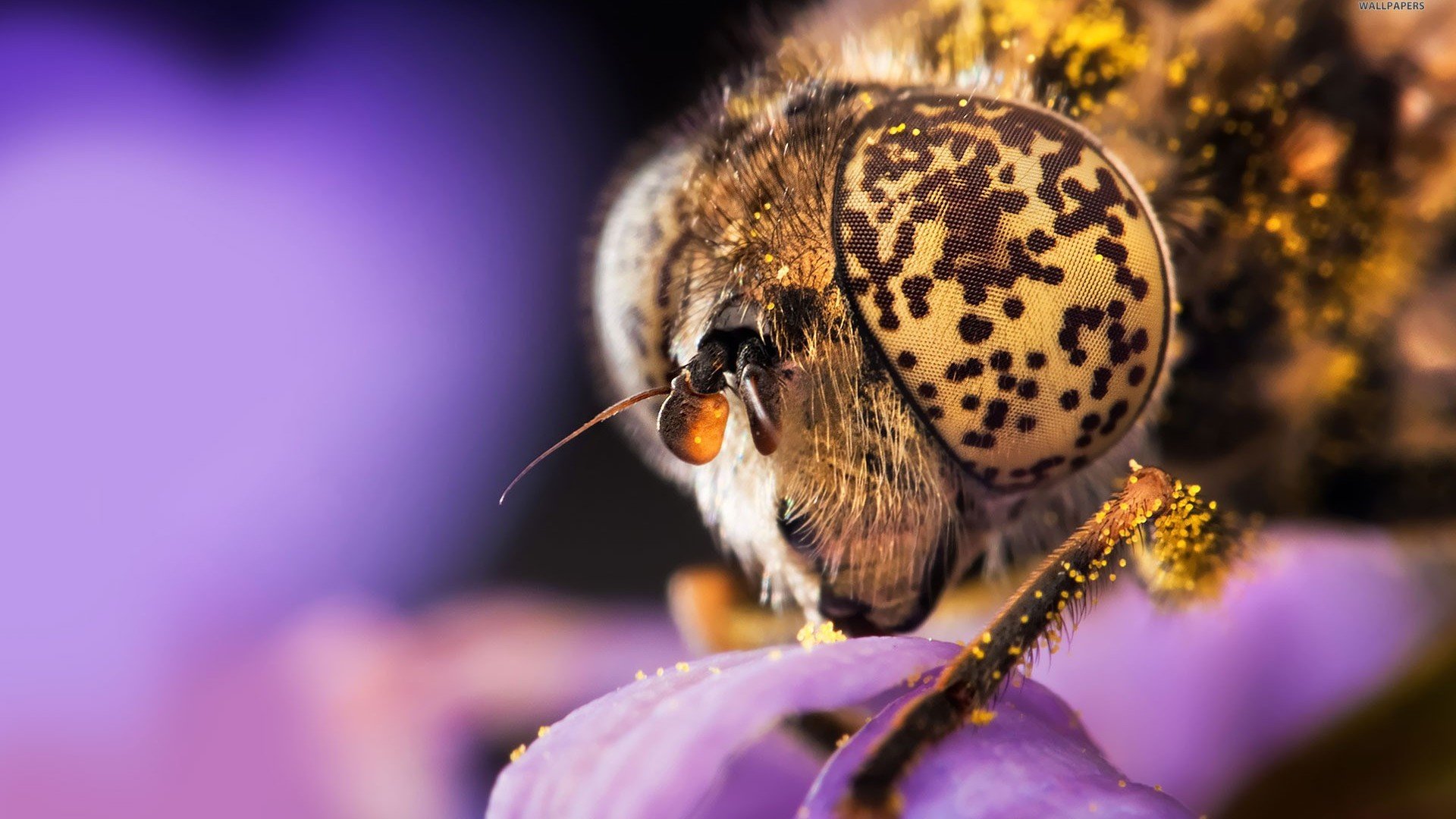 bee, Insect, Bees, Flower, Flowers Wallpaper