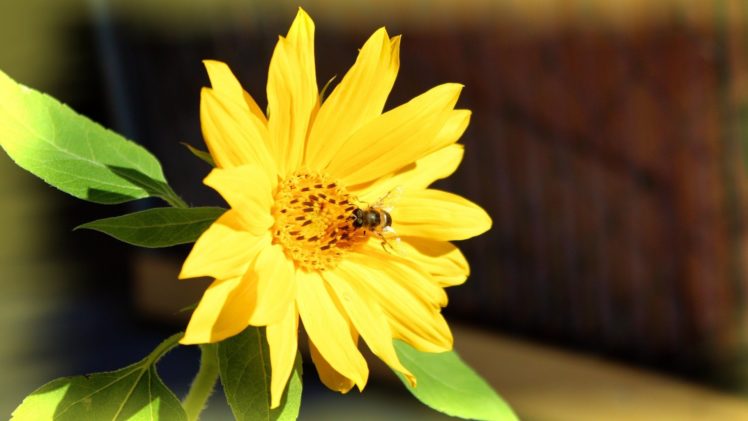 bee, Insect, Bees, Flower, Flowers HD Wallpaper Desktop Background