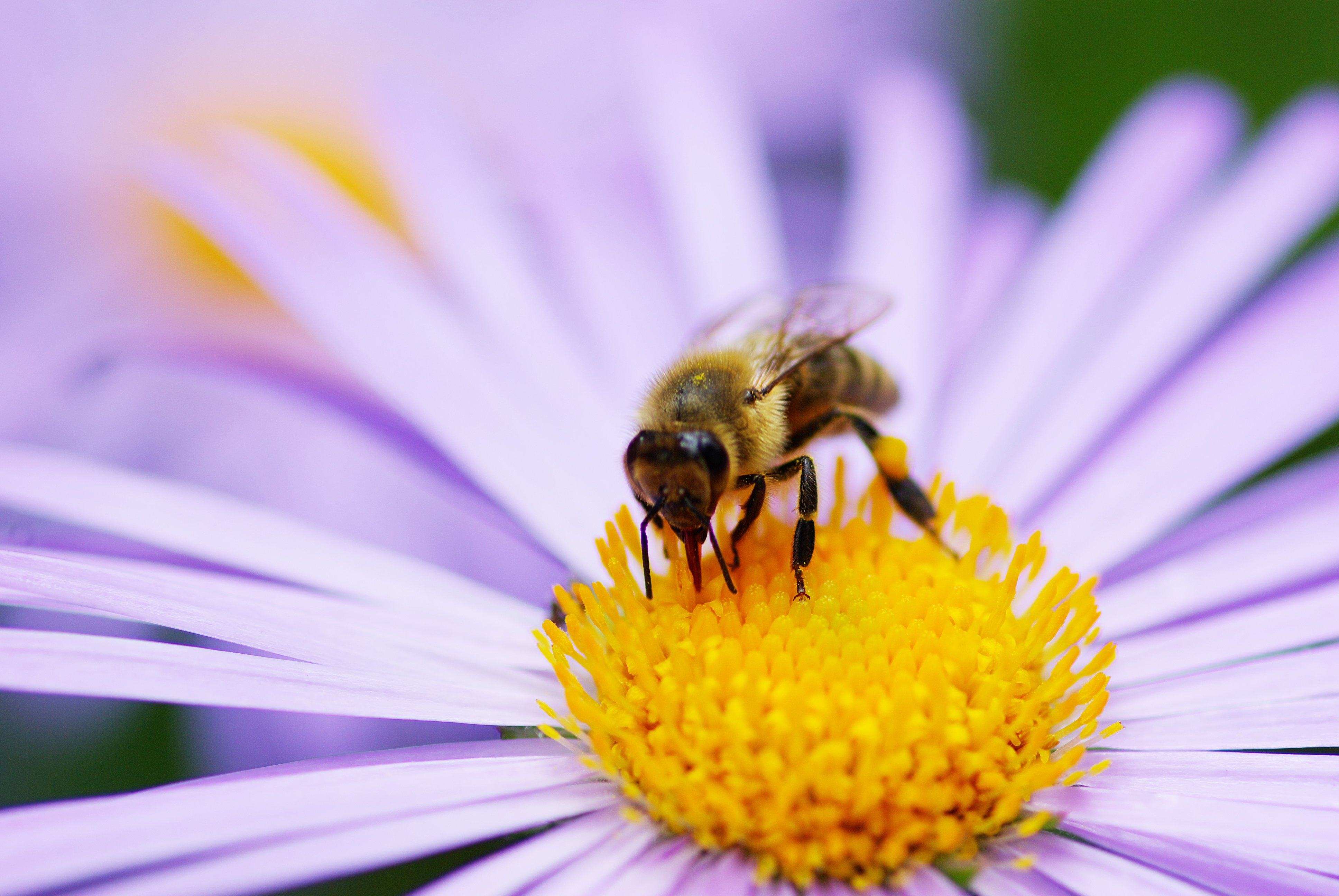 Bee Insect Bees Flower Flowers Wallpapers Hd Desktop And Mobile