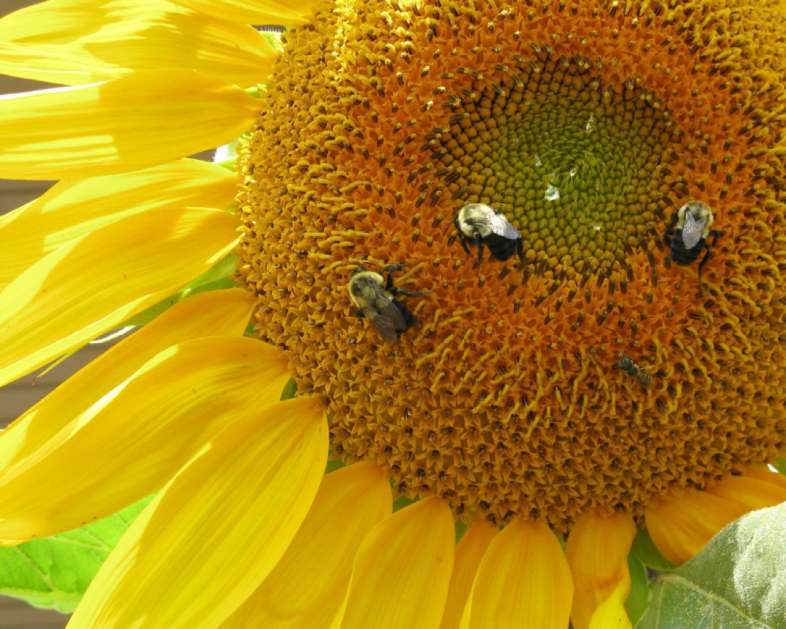 bee, Insect, Bees, Flower, Flowers Wallpaper