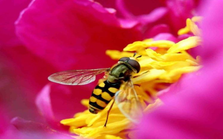 bee, Insect, Bees, Flower, Flowers HD Wallpaper Desktop Background