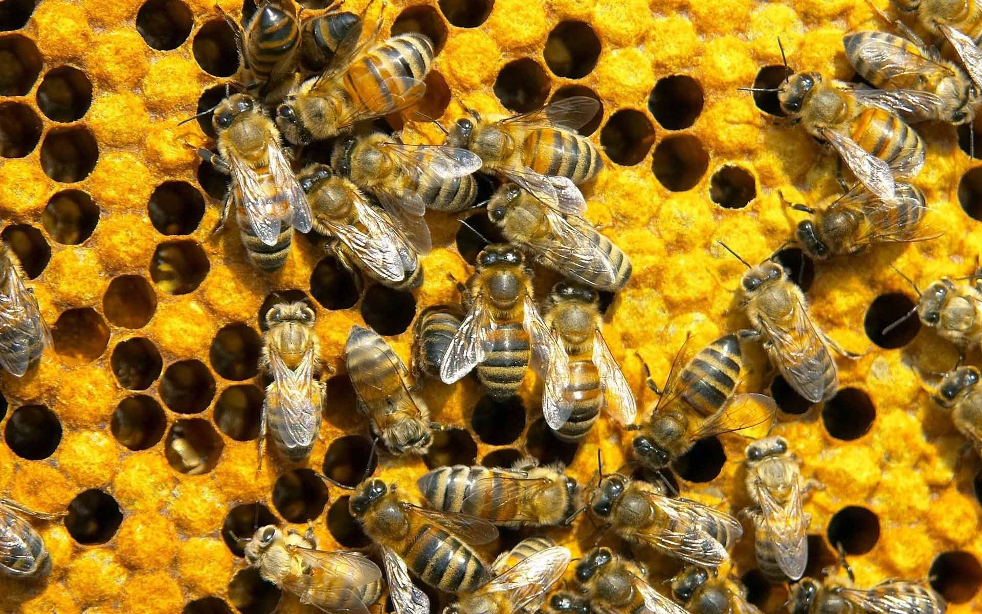 bee, Insect, Bees Wallpaper