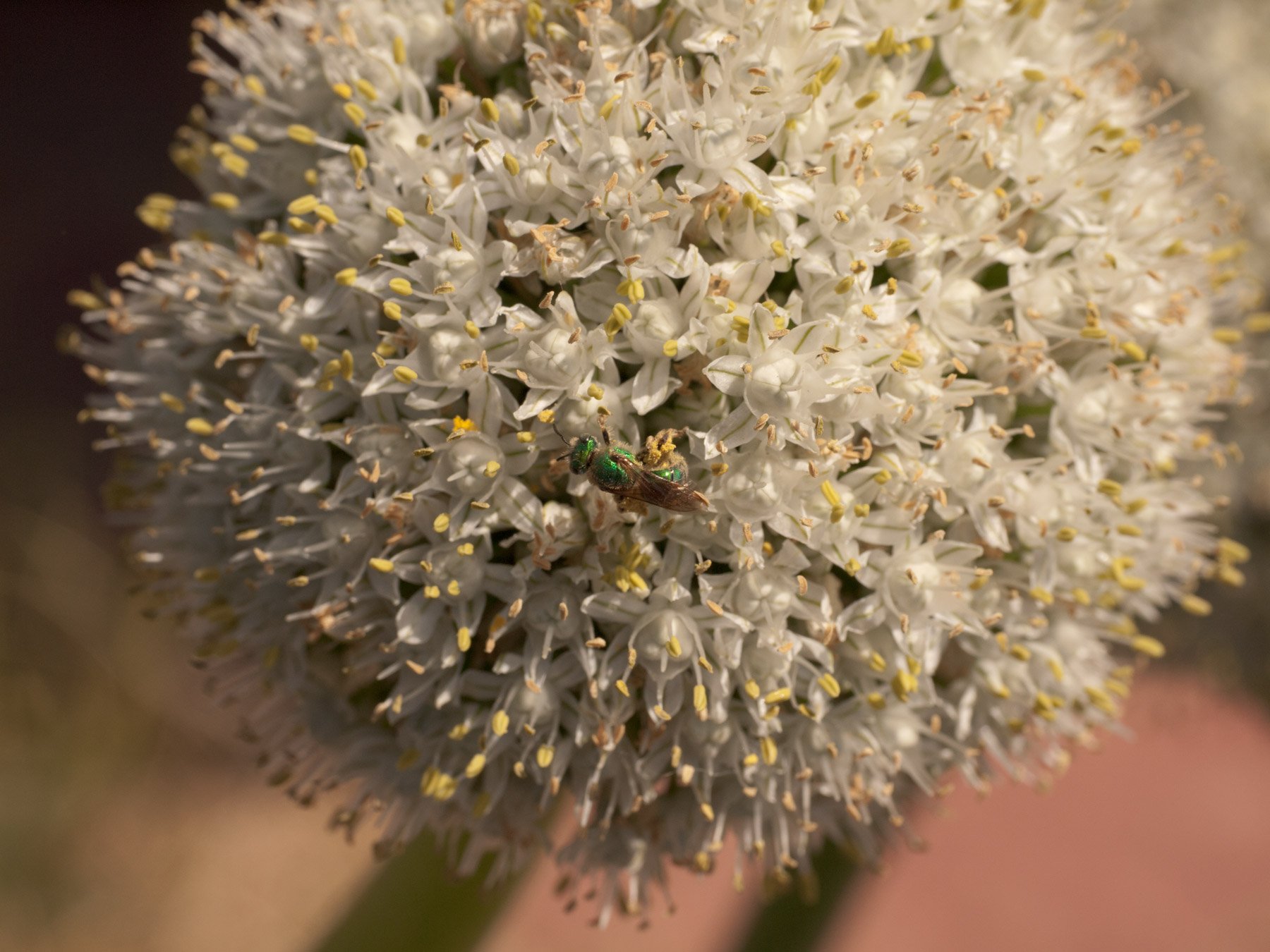 bee, Insect, Bees, Flower, Flowers Wallpaper