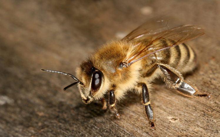 bee, Insect, Bees HD Wallpaper Desktop Background
